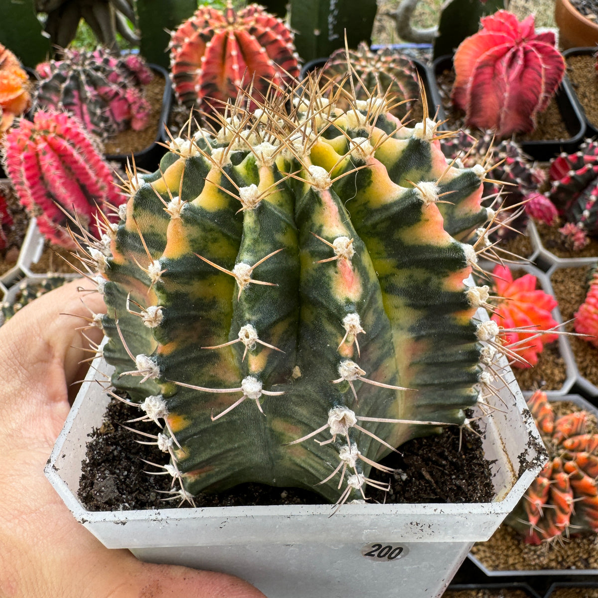 Gymnocalycium Variegated Mihanovichii ‘Hybrid’ (Premium full pattern) - Rare Thailand Import | Live Cactus