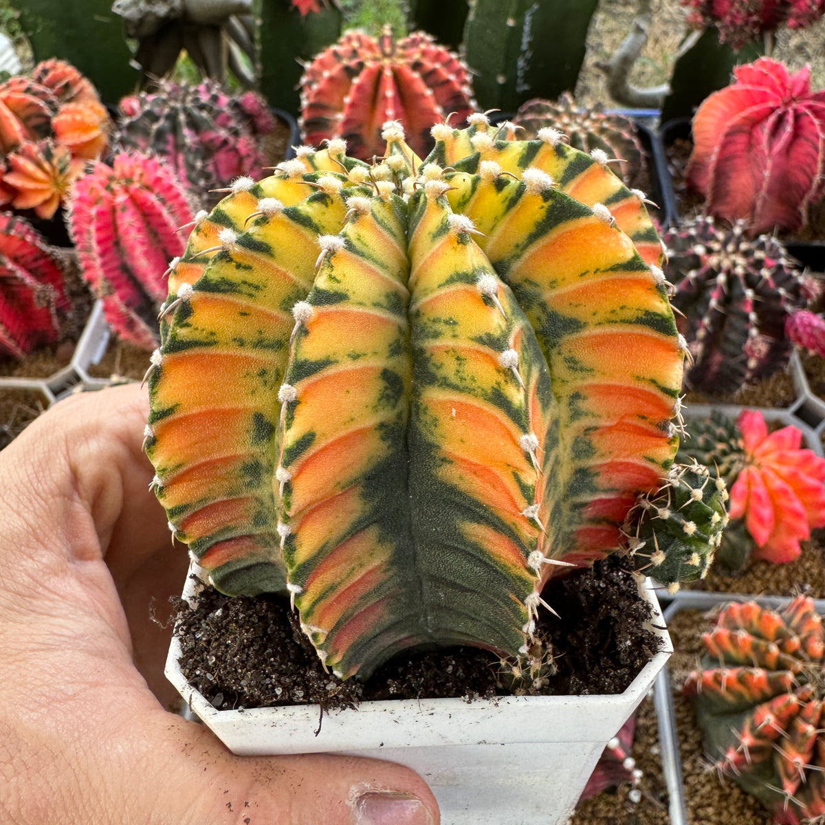 Gymnocalycium Variegated Mihanovichii ‘Hybrid’ (Premium full pattern) - Rare Thailand Import | Live Cactus