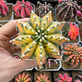 Gymnocalycium Variegated Mihanovichii ‘Hybrid’ (Premium full pattern) - Rare Thailand Import | Live Cactus
