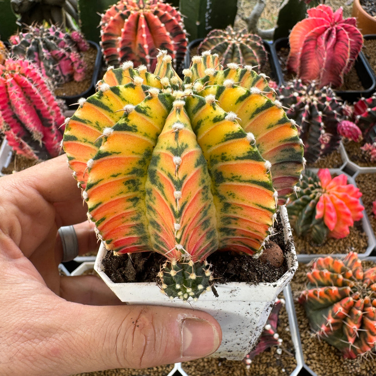 Gymnocalycium Variegated Mihanovichii ‘Hybrid’ (Premium full pattern) - Rare Thailand Import | Live Cactus