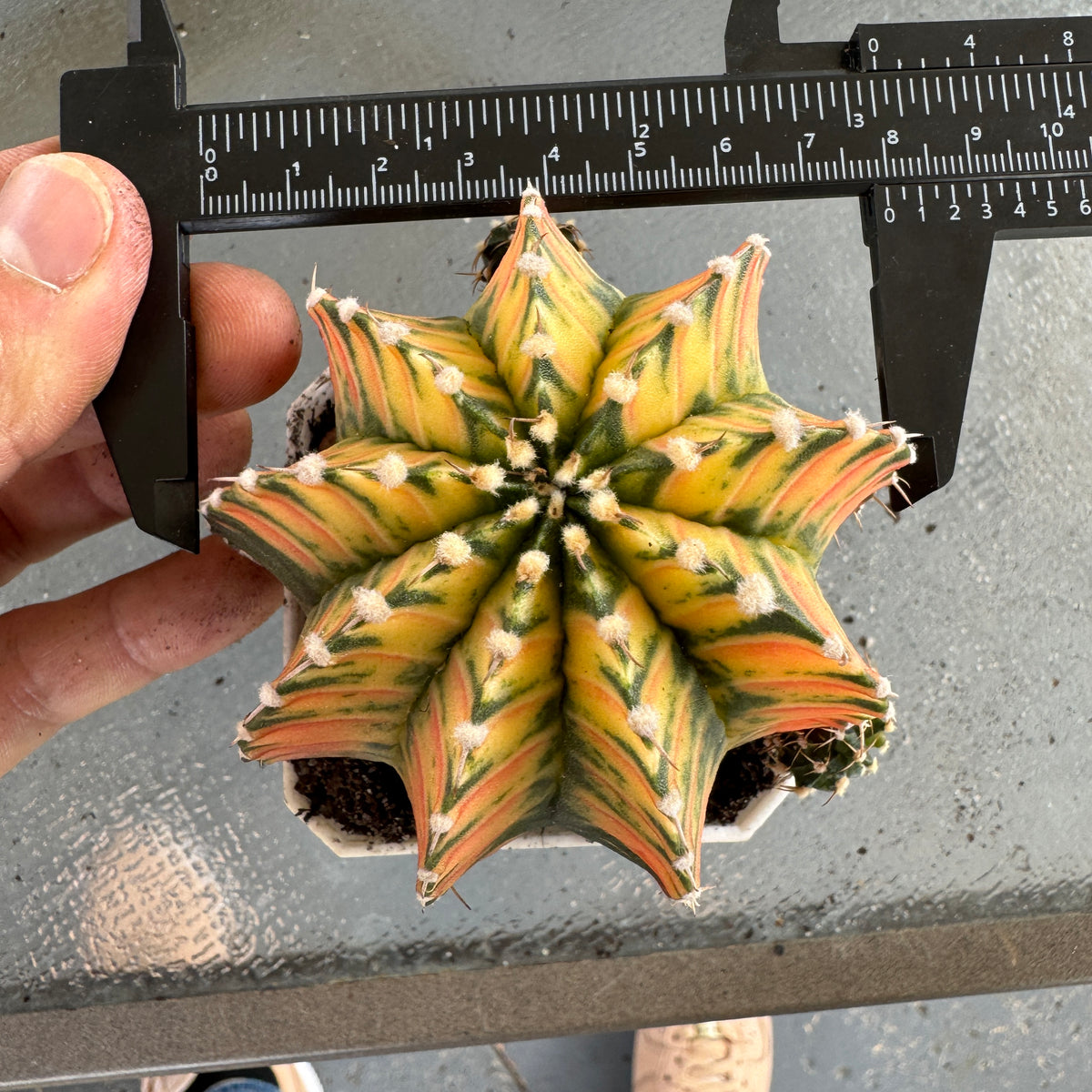 Gymnocalycium Variegated Mihanovichii ‘Hybrid’ (Premium full pattern) - Rare Thailand Import | Live Cactus