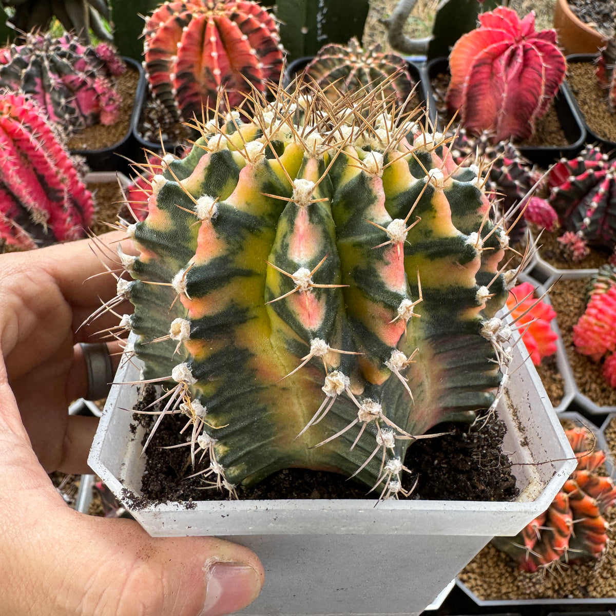 Gymnocalycium Variegated Mihanovichii ‘Hybrid’ (Premium full pattern) - Rare Thailand Import | Live Cactus