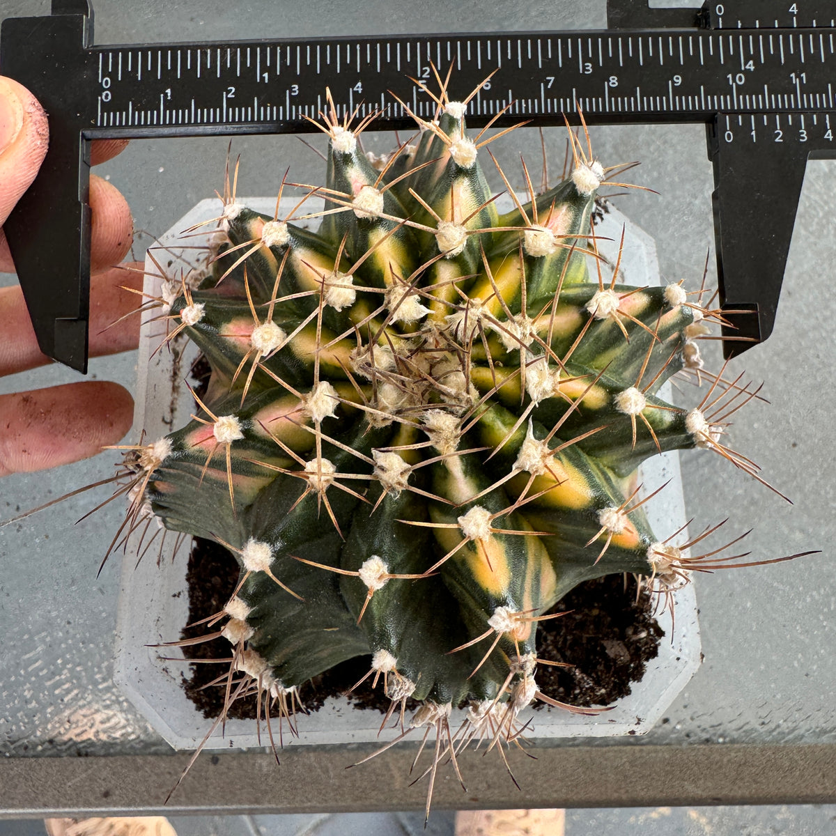 Gymnocalycium Variegated Mihanovichii ‘Hybrid’ (Premium full pattern) - Rare Thailand Import | Live Cactus