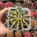 Gymnocalycium Variegated Mihanovichii ‘Hybrid’ (Premium full pattern) - Rare Thailand Import | Live Cactus